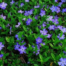 Vinca minor periwinkle for sale  Lockport