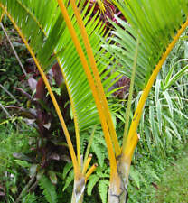 Dypsis lutescens areca usato  Napoli