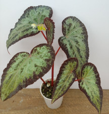Begonia variabilis plant for sale  Lexington