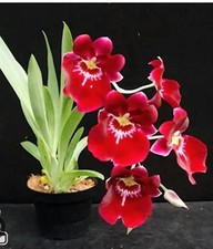 Rare miltoniopsis crimson for sale  Riverview