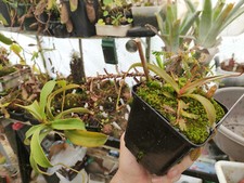 Nepenthes spectabilis giant d'occasion  Beaumont-de-Lomagne
