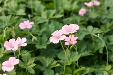 Geranium xonianum wargrave gebraucht kaufen  Westerstede