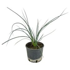 Yucca red hesperaloe usato  Piazza Armerina