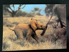 David shepherd wildlife for sale  OLDHAM