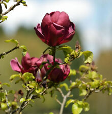Schwarzrote tulpenmagnolie 80c gebraucht kaufen  Bad Zwischenahn