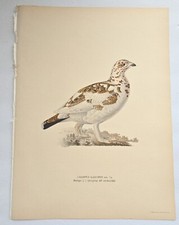 Antique bird print for sale  Houston