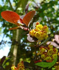 Blutberberitze berberis superb gebraucht kaufen  Kronburg
