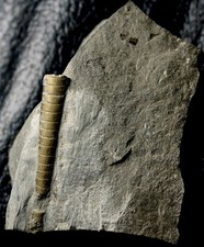 Michelinoceras - Raro fóssil piritizado do Devoniano nautilus, cefalópode comprar usado  Enviando para Brazil