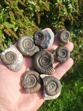 Dactylioceras ammonites whitby for sale  REDCAR