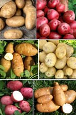 Seed potatoes yukon for sale  Manitowoc