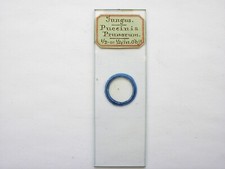 Antique microscope slide. for sale  LEDBURY