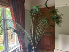 Peacock feathers for sale  ATHERSTONE