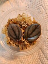 Peperomia milano propagation for sale  Callahan