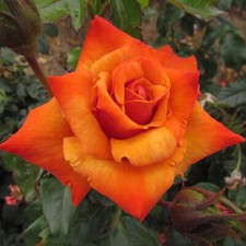 Remember 5.5lt potted for sale  SPALDING