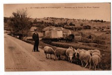 Cpa berger moutons d'occasion  Marseille VIII
