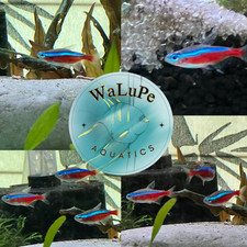 Pack cardinal tetras for sale  USA