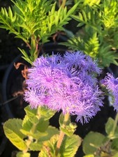 Ageratum live flower for sale  USA