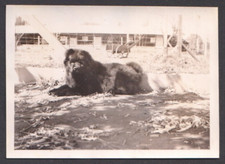 Antique photo black for sale  Elma