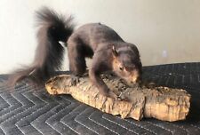 Vintage taxidermy black for sale  Rehoboth Beach