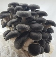 Mushroom spawn seed for sale  ROSS-ON-WYE