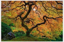 Peter lik enchanted for sale  Las Vegas