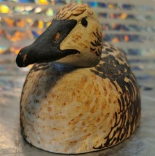 Female common eider for sale  CARRICKFERGUS