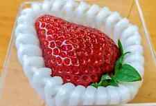 Fragole giapponesi costose usato  Cuneo