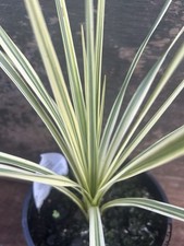 Cordyline australis lime for sale  SPALDING