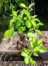 Hoya australis lisa for sale  Hollywood