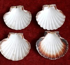 Large scallop sea for sale  MANCHESTER