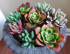 Artificial mini plants for sale  Indianapolis