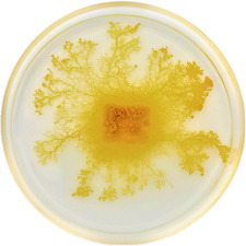 Usado, 2x Physarum Polycephalum, slime mold, Blob, Schleimpilz, high quality comprar usado  Enviando para Brazil