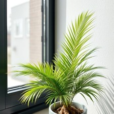 Berg palme pflanze gebraucht kaufen  Kaiserslautern