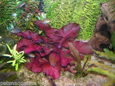 Red nymphaea rubra for sale  DRONFIELD