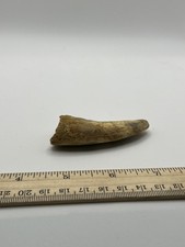 Tyrannosaurus rex 2.75 d'occasion  Expédié en Belgium