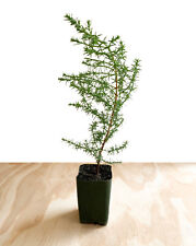 Monterey cypress tree for sale  Winnetka