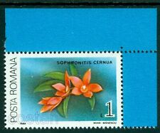 1988 orchidea orchidea usato  Spedire a Italy