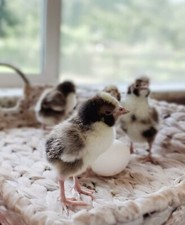 Tolbunt polish frizzle for sale  Highlands