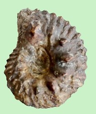 Hoplites benettianus a14 d'occasion  Condat