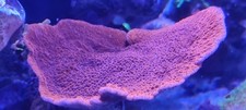5cm red orange for sale  REDRUTH