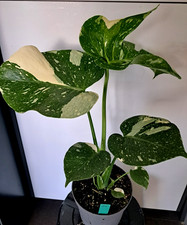 Monstera variegated large for sale  USA