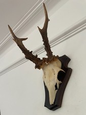 Good pointy antlers for sale  SOUTHEND-ON-SEA