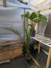 Phoenix palm 6ft for sale  SANDY