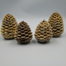 Pine cone tree for sale  Cleveland