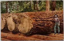 Vintage giant fir for sale  Lake City