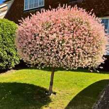 Harlekinweide salix integra gebraucht kaufen  Wurzen