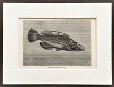 Striped wrasse fish for sale  NORWICH