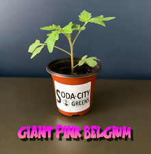 Two giant pink for sale  West Columbia