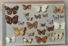 plastic insects for sale plastic insects for sale MANCHESTER