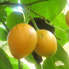 Cyphomandra betacea seeds for sale  GODALMING